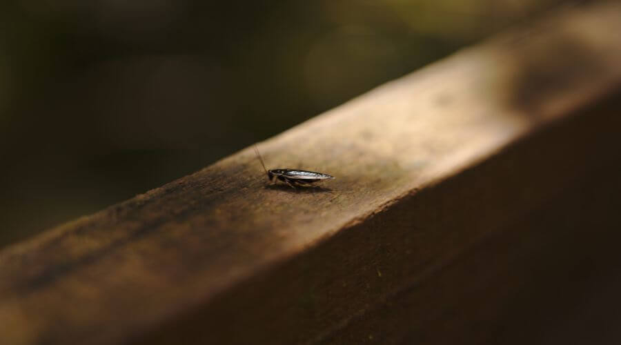 Why choose Judith Pest Control Fayetteville for pest control in Fayetteville